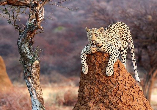 Savings and Protection img right